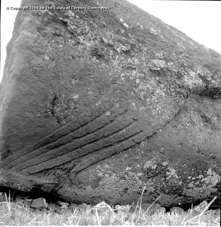 CDM_Mano_01.jpg - Easter Island. 1960. Detail of hand of a moai on the transport road.
